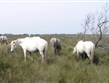 Francie - Provence - Camargue, bílí koně