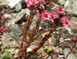 Francie - Přímořské Alpy - Sempervivum arachnoideum (Crassulaceae), netřesk