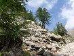 Francie - Přímořské Alpy - prastaré modřínové porosty na svazích  Val d´Enfer