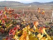 Francie - Beaujolais - vinice Château Moulin a Vent, hlavy roubovány na amer.podnož kvůli fyloxeře (révokaz).