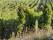 Francie -  Alsasko - vinice nad městečkem Thann