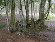 Francie - Burgundsko - NP Morvan, les s tajemstvím