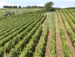 Francie - Burgundsko - Côte-d´Or, vinice