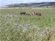 Francie, Normandie, krajina se stádem koní