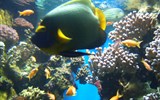 Azurové pobřeží - Francie - Provence - Monako, mořské akvárium