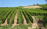 Francie - Francie - Alsasko - Riquewihr, vinice se na všech stranách dotýkají města