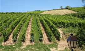 Vinařství v Alsasku