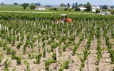 Gaskoňsko - Francie, Atlantik, vinice v okolí Bordeaux