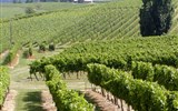 Gaskoňsko - Francie - Akvitánie - vinice v okolí Cognac