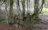 Burgundsko - Francie - Burgundsko - NP Morvan, les s tajemstvím